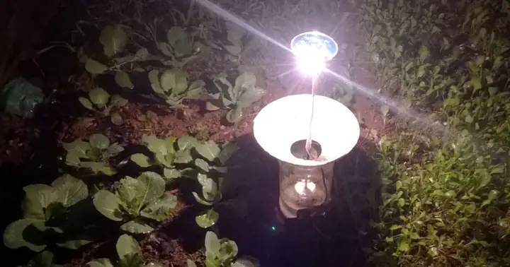 Bẫy Côn Trùng Bằng Đèn