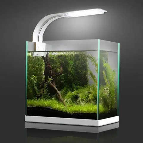 Bể Cá Mini Có Đèn Led