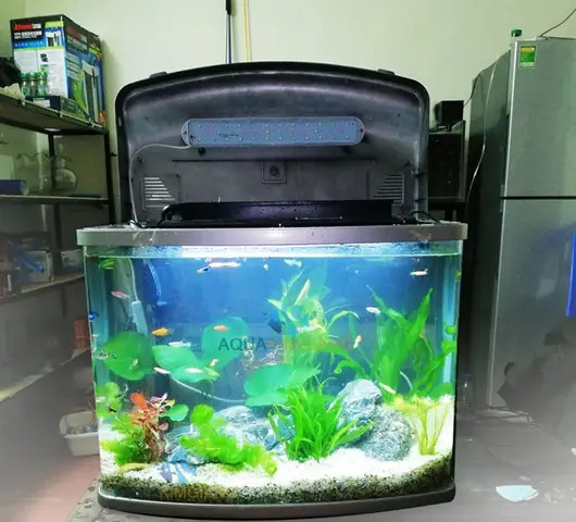 Bể Cá Mini Có Đèn Led