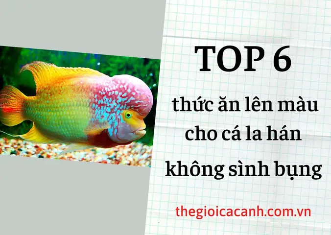 Cá La Hán Nên Dùng Đèn Màu Gì