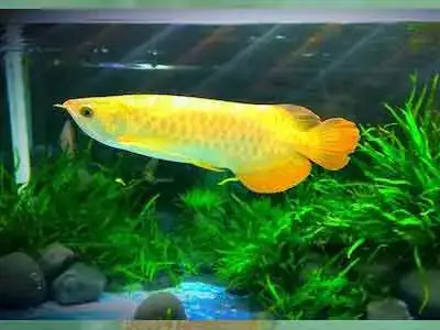 Cách Đánh Đèn Cho Cá Rồng