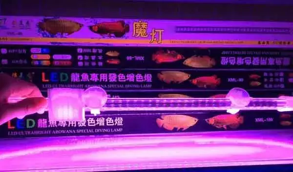 Cách Đánh Đèn Cho Cá Rồng Quá Bối