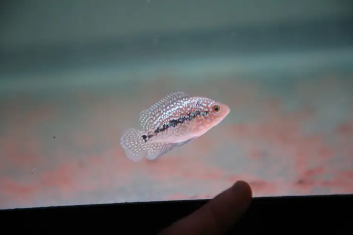 Cách Để Đèn Cho Cá La Hán