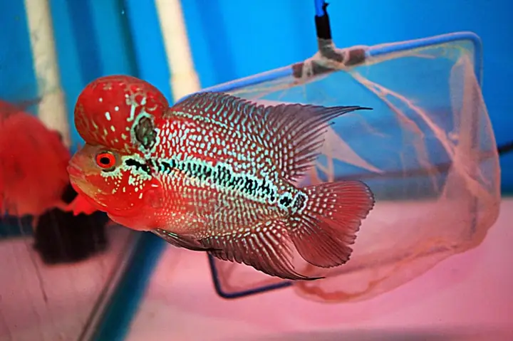 Cách Để Đèn Cho Cá La Hán