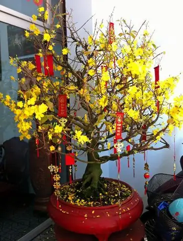 Cách Trang Trí Đèn Cây Mai Ngày Tết