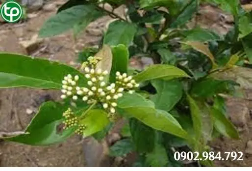 Cây Cù Đèn Răng Cưa
