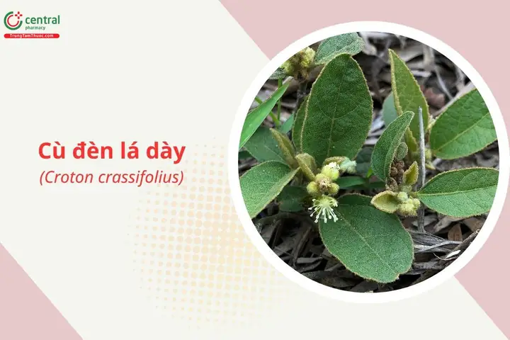 Cây Cù Đèn Trị Bệnh Gì