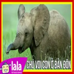 Chiếc Đèn Ông Sao Tốp Ca