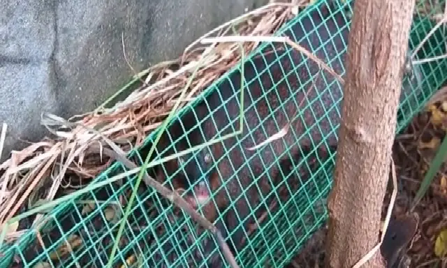 Chồn Đèn Nặng Bao Nhiêu