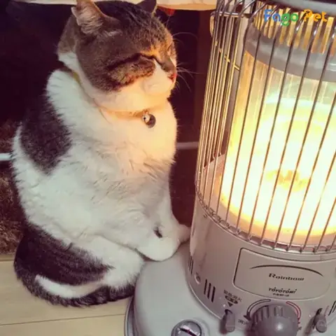 Có Nên Dụng Đèn Sưởi Cho Chó