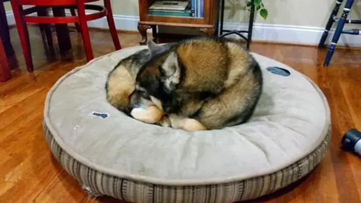 Có Nên Dụng Đèn Sưởi Cho Chó