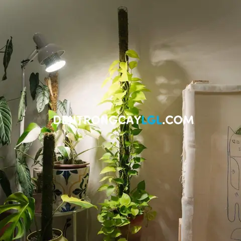 Đèn Cực Tím Trồng Cây Đèn Cực Tím Trồng Cây