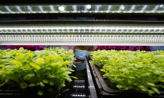 Đèn Led Trồng Rau Sạch