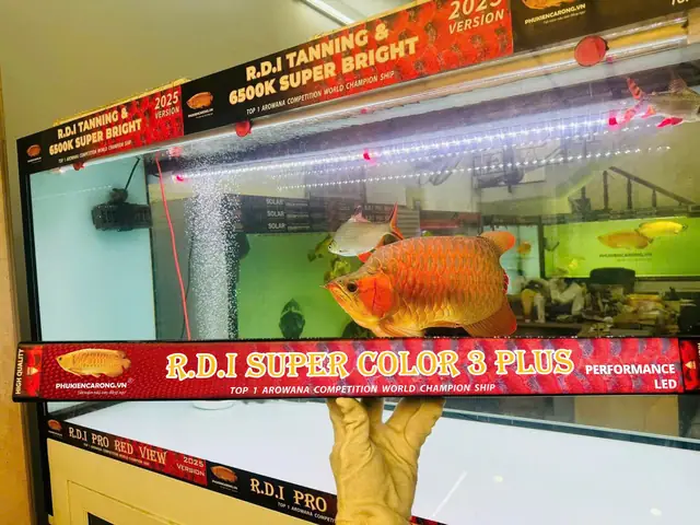 Dùng Đèn Gì Cho Cá Rồng