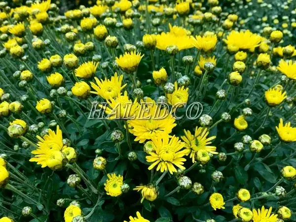 Mùa Thu Thắp Đèn Ở Ruộng Hoa Cúc
