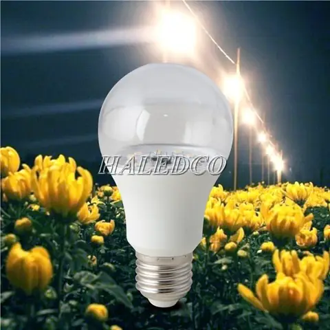 Mùa Thu Thắp Đèn Ở Ruộng Hoa Cúc
