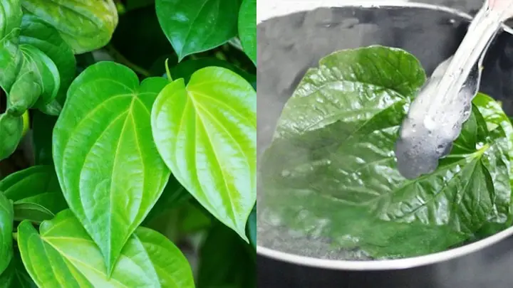 Ngày Đèn Đỏ Có Nên Rửa Bằng Lá Trầu Không