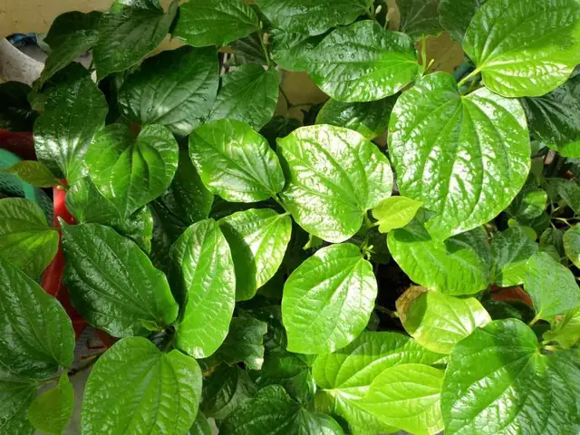 Ngày Đèn Đỏ Có Nên Rửa Bằng Lá Trầu Không