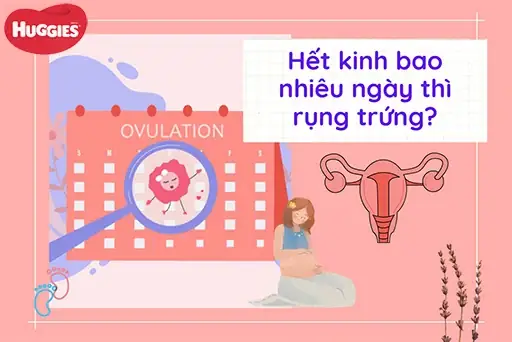 Sau Ngày Đèn Đỏ Bao Lâu Thì Rụng Trứng