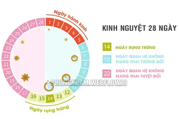 Sau Ngày Đèn Đỏ Bao Lâu Thì Rụng Trứng
