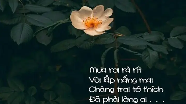 Stt Về Ánh Đèn Đường