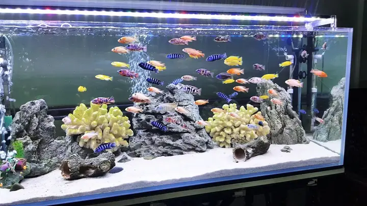 Sửa Đèn Led Bể Cá