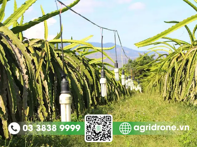 Thắp Bóng Đèn Cho Cây