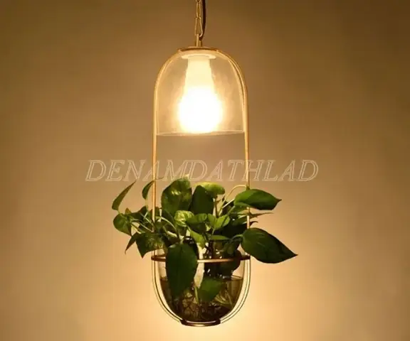 Thắp Bóng Đèn Cho Cây