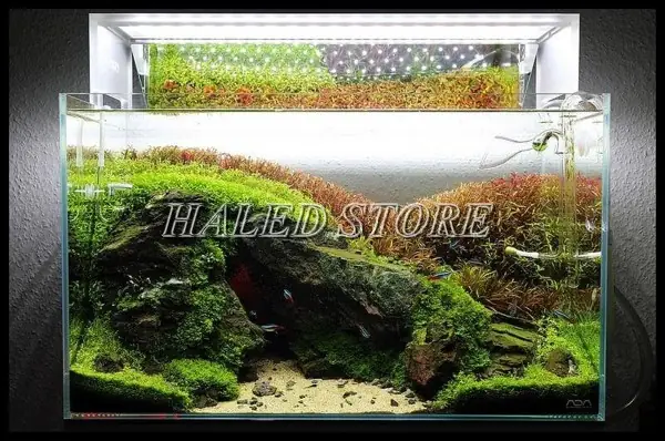 Thời Gian Mở Đèn Cho Hồ Thủy Sinh