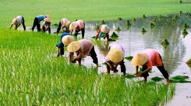 Tổ Khúc Múa Đèn Dân Ca Thanh Hóa