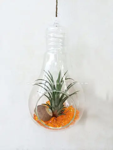 Trồng Cây Trong Bóng Đèn