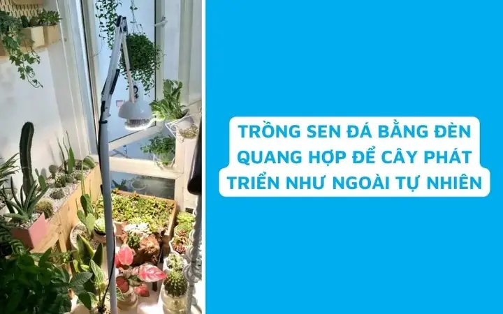 Trồng Sen Đá Bằng Đèn