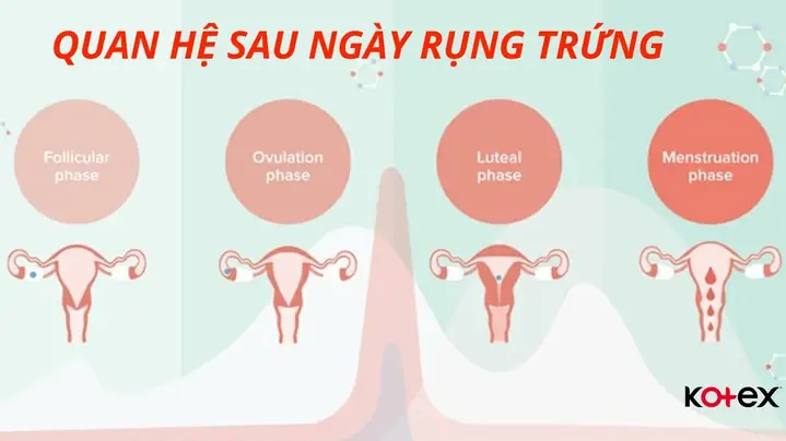 Trứng Có Rụng Trong Ngày Đèn Đỏ Không