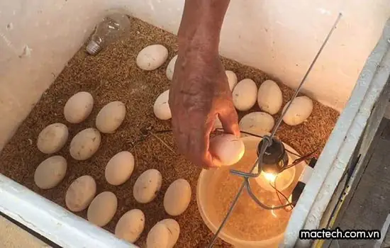 Ấp Trứng Gà Bằng Bóng Đèn