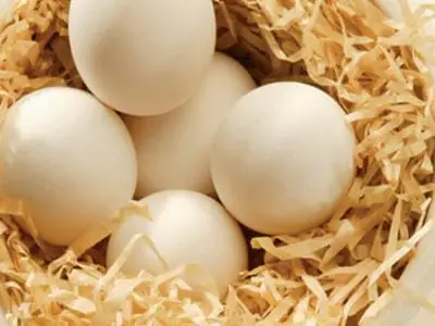 Ấp Trứng Gà Bằng Đèn Dầu