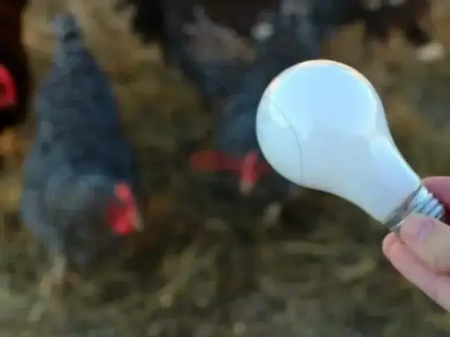 Bóng Đèn Led Úm Gà Con
