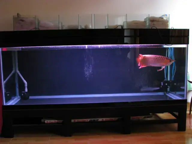 Cách Để Đèn Cho Cá Rồng