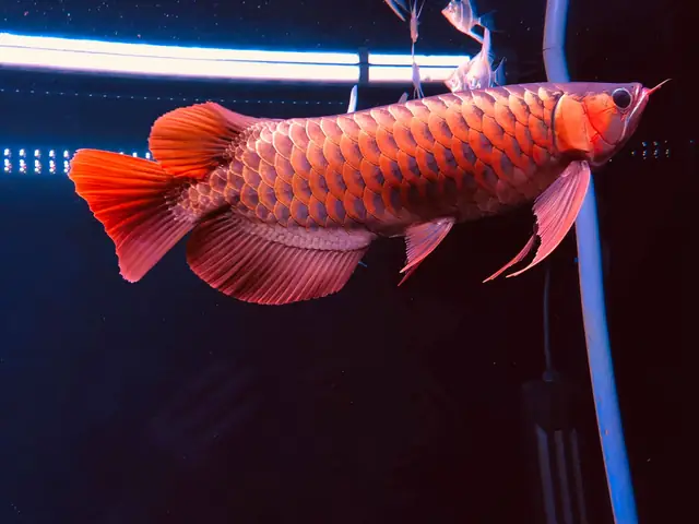Cách Để Đèn Cho Cá Rồng