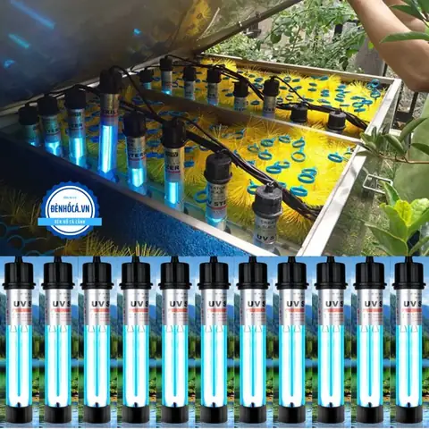 Cách Sử Dụng Đèn Uv Cho Bể Cá