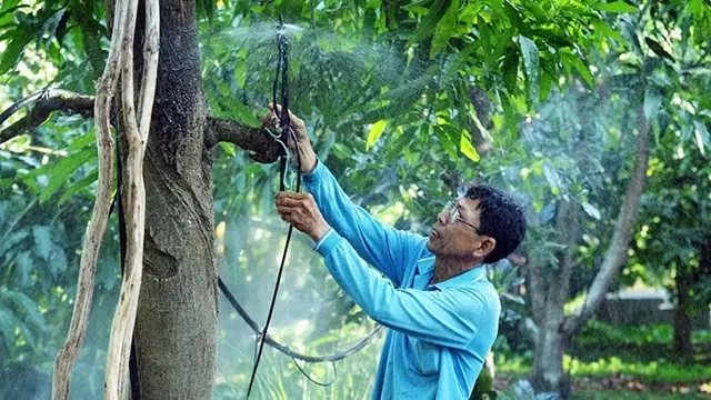 Cách Vẽ Cây Đèn Dầu