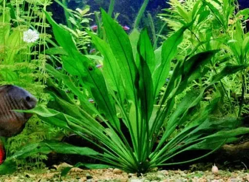 Cây Thủy Sinh Không Cần Đèn