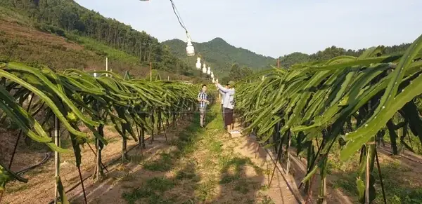 Chong Đèn Nghĩa Là Gì