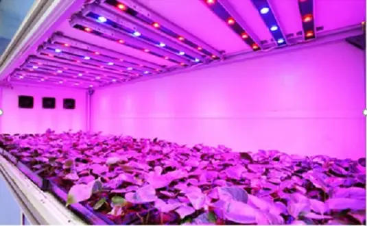 Công Nghệ Đèn Led Trong Nông Nghiệp
