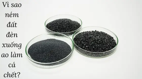 Đất Đèn Làm Chết Cá
