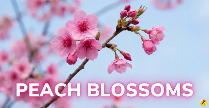 Đèn Báo Không Tiếng Anh Là Gì