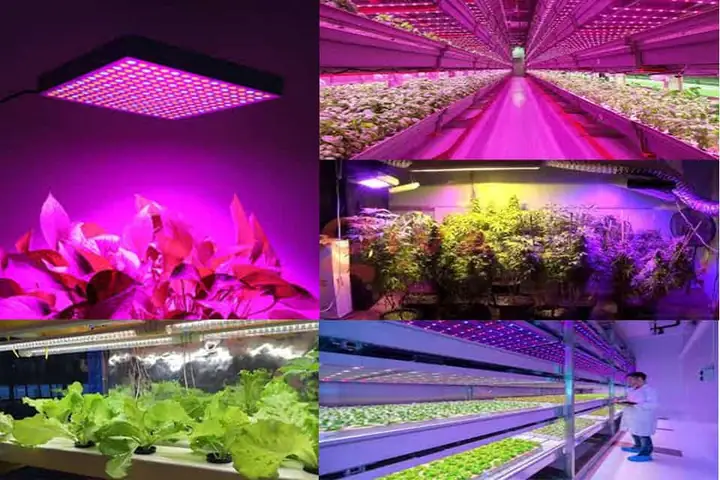 Đèn Huỳnh Quang Trồng Cây