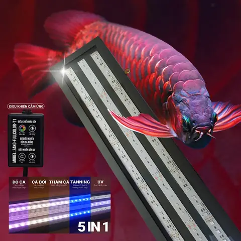 Đèn Led Cho Cá Rồng