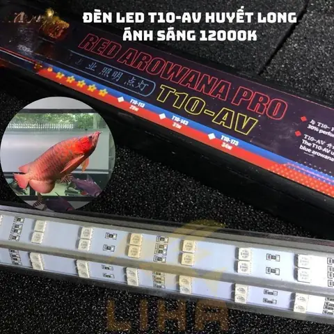 Đèn Led Tanning Cá Rồng