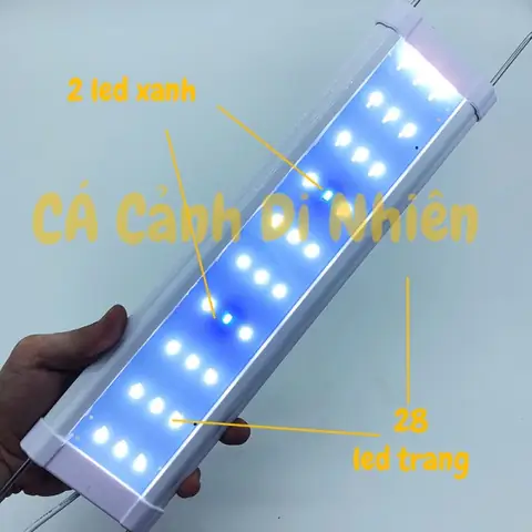 Đèn Led Trắng Hồ Cá