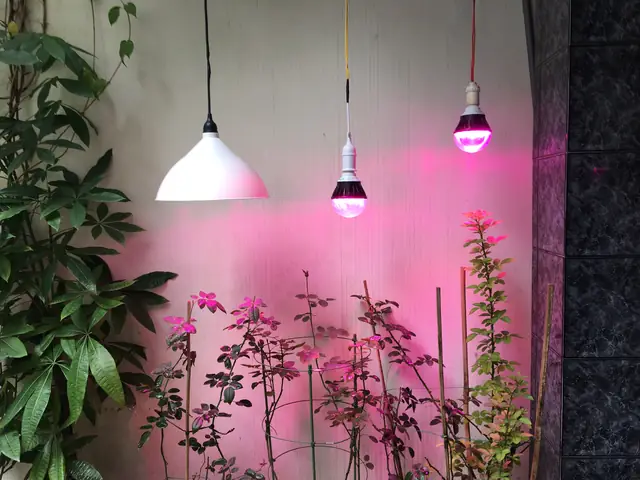 Đèn Led Trồng Cây 12v